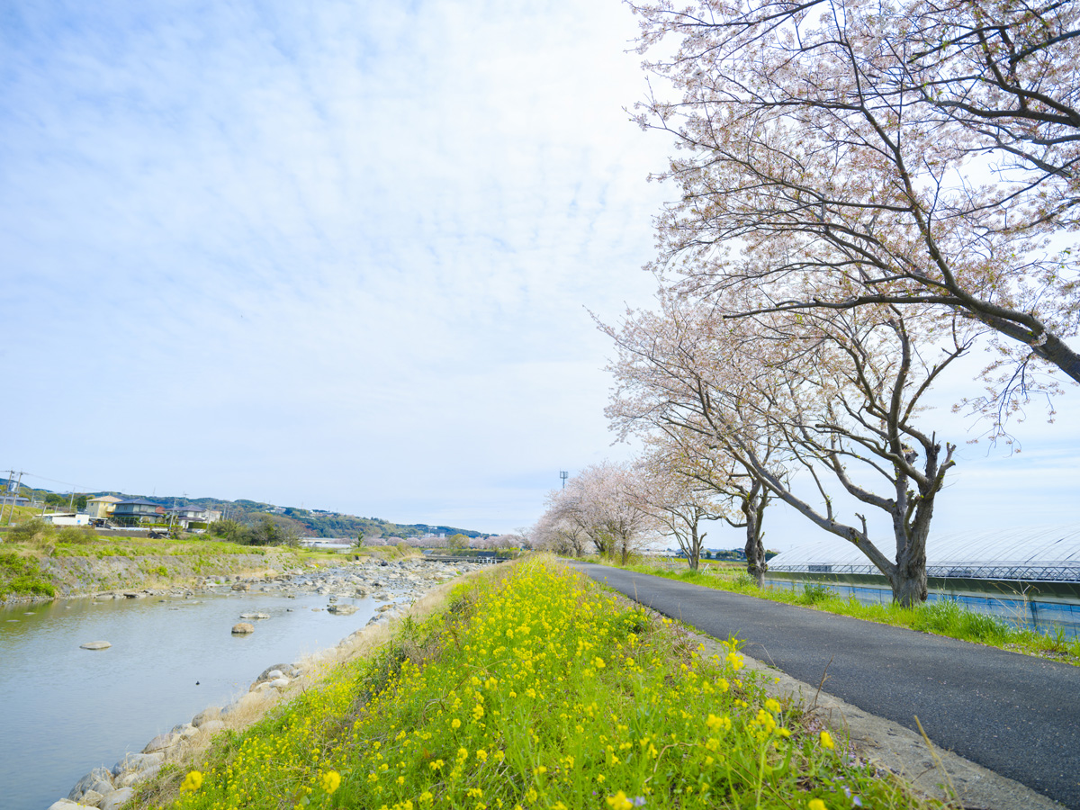 郡川 桜並木 河童像