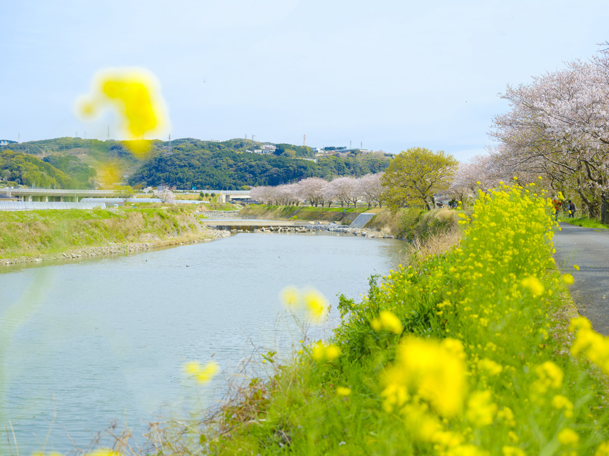 郡川 桜並木 河童像