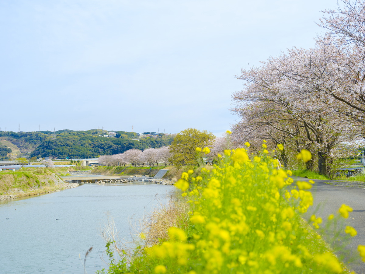 郡川 桜並木 河童像