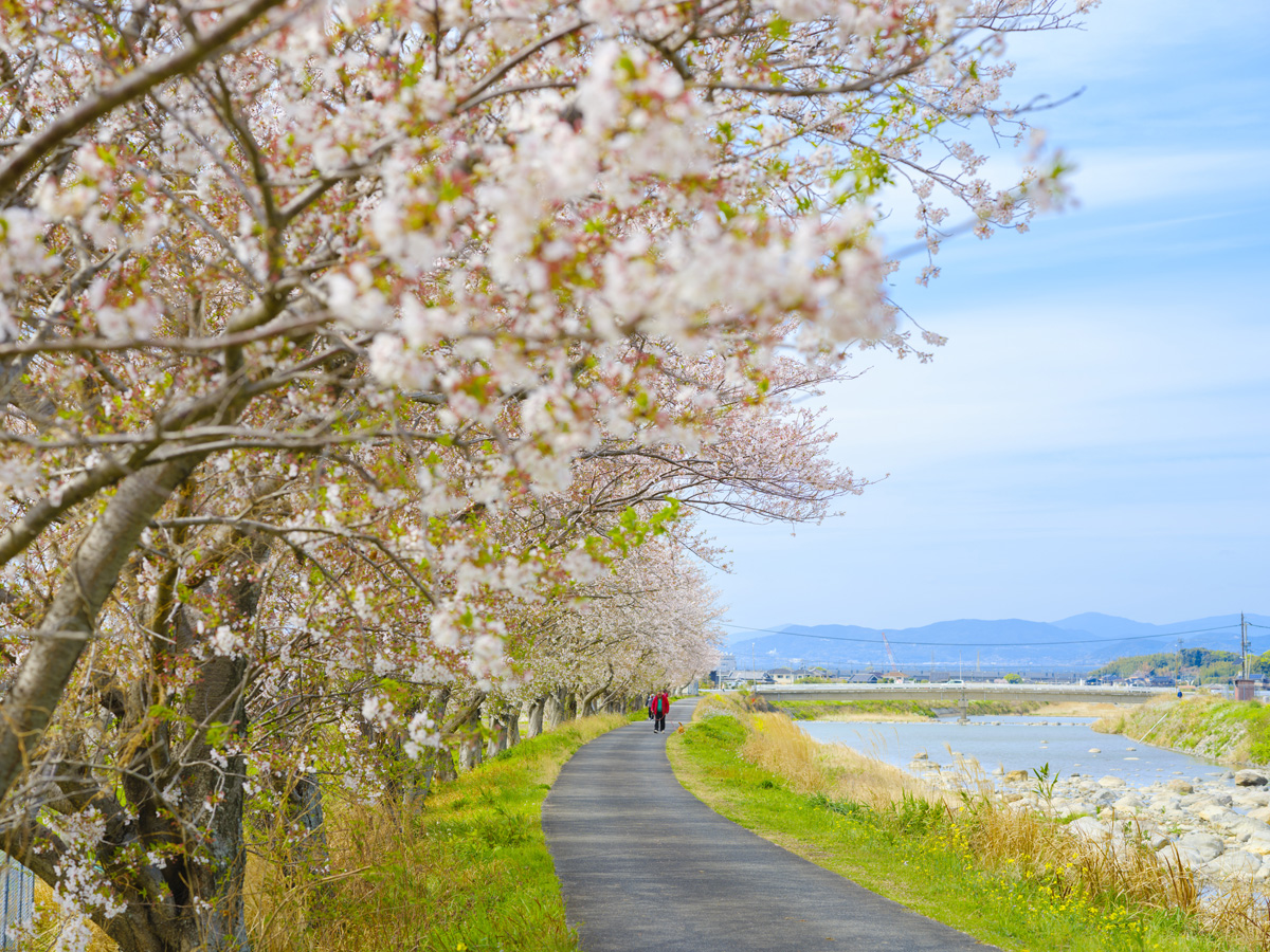 郡川 桜並木 河童像