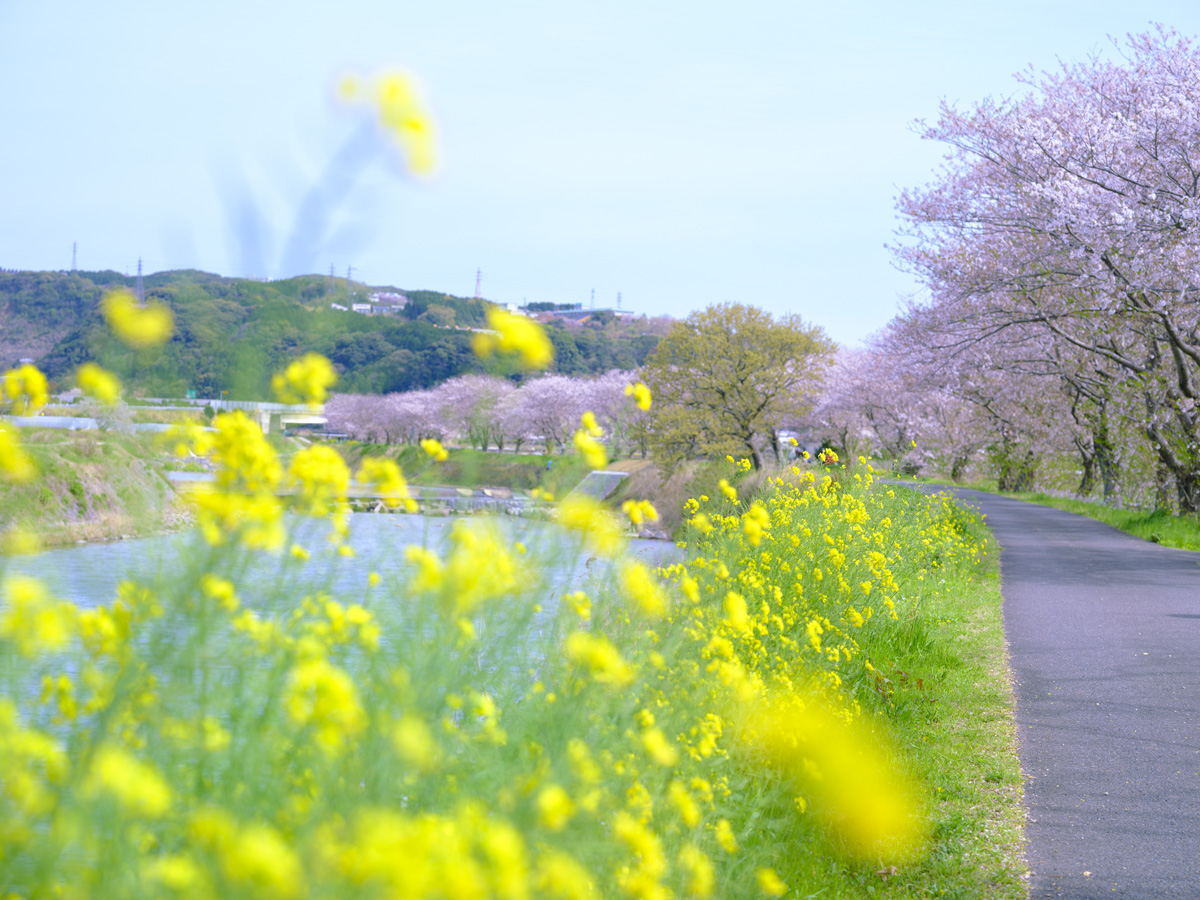 郡川 桜並木 河童像