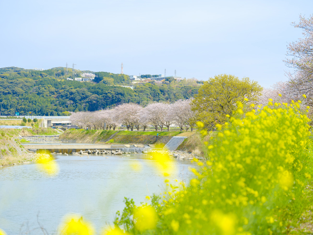 郡川 桜並木 河童像