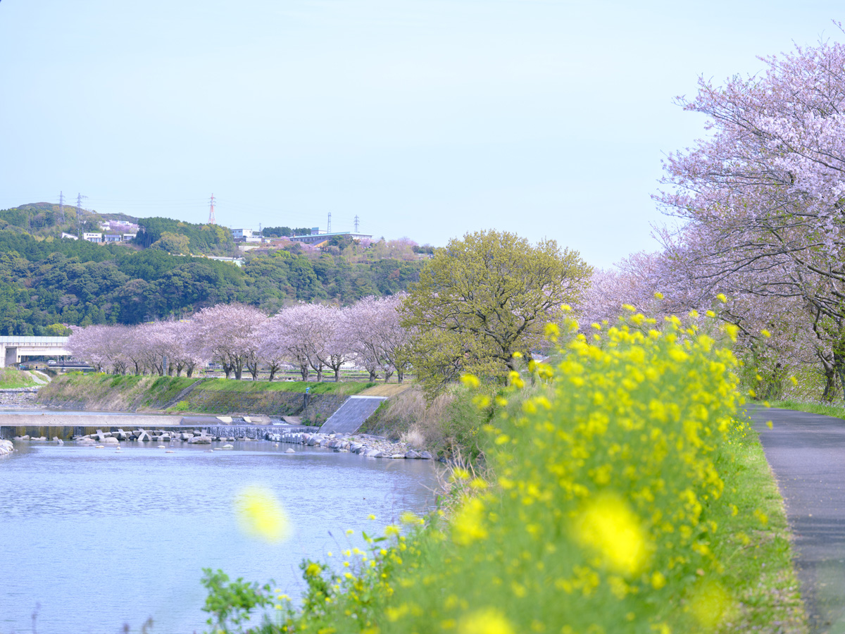 郡川 桜並木 河童像
