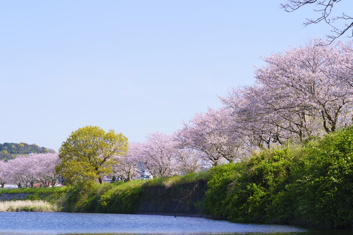 郡川 桜並木 河童像