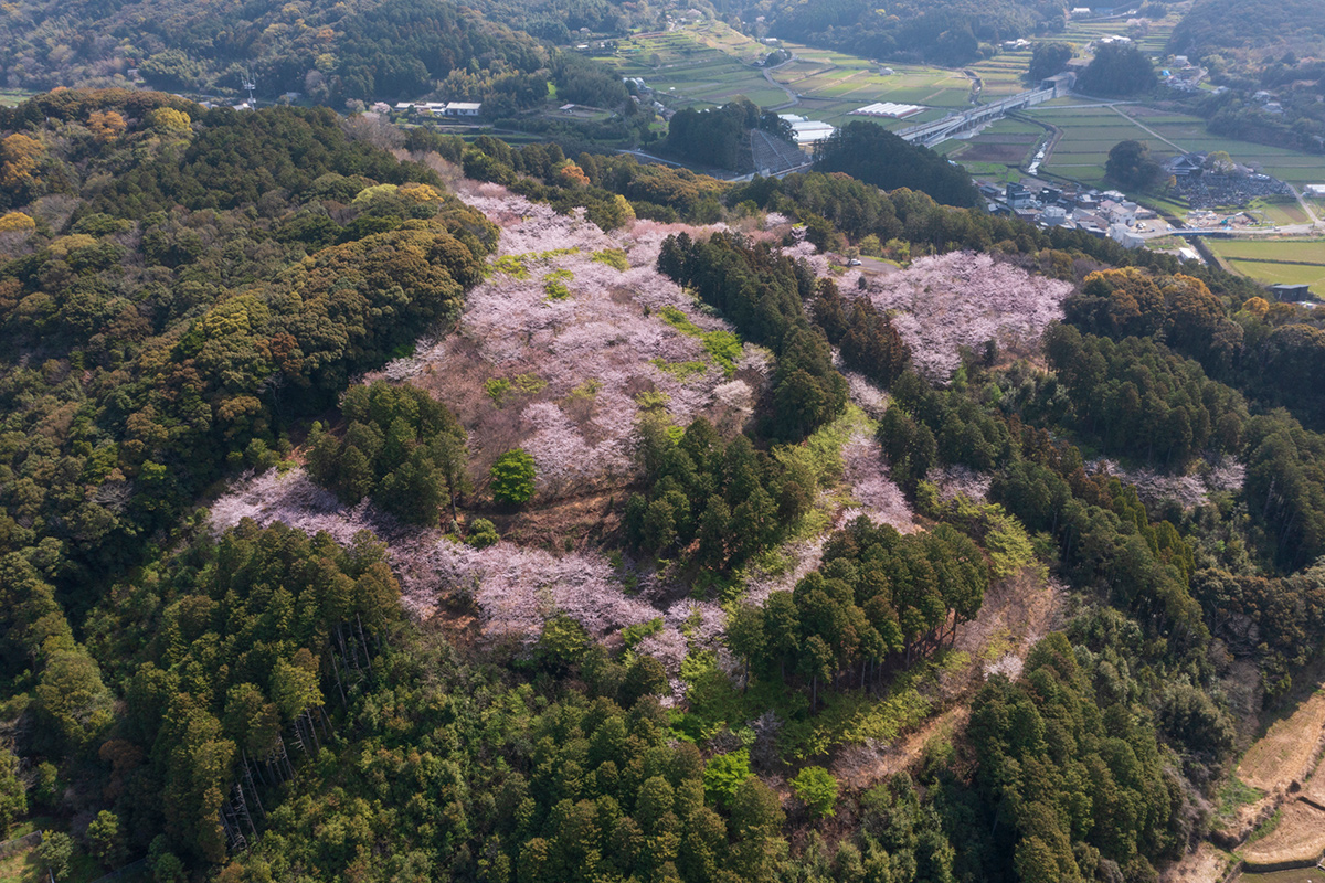 鈴田千本桜公園