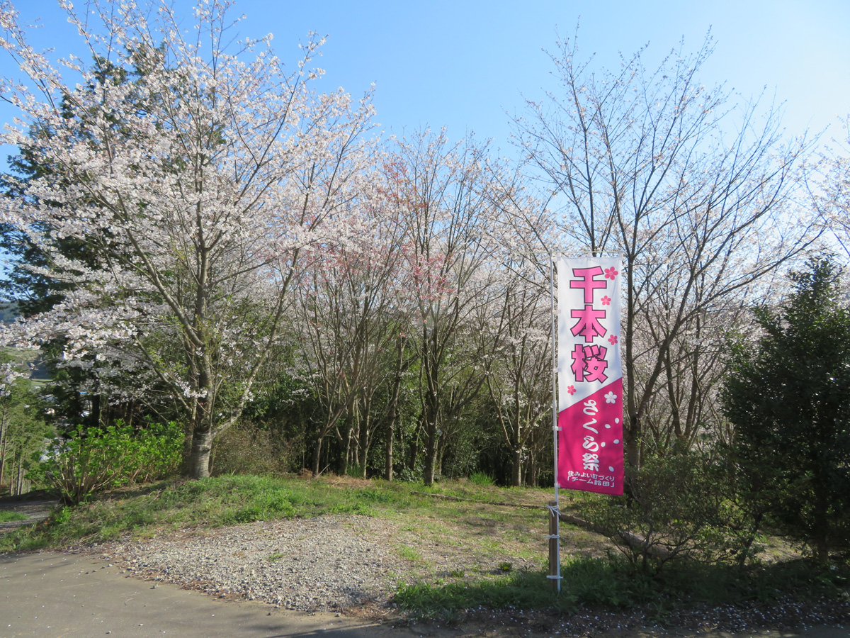 鈴田千本桜公園