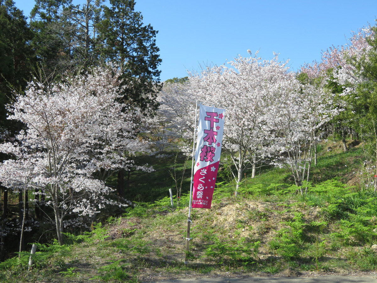 鈴田千本桜公園