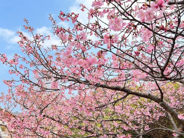 #春 はわたしのきせつだよ。

#長崎県 #大村市 #omura #移住 #定住 #だいすきおおむら
#おおむら暮らし #おおむらくらしのおおくらさん #さくら#桜
#sakura #久原公園 #河津桜#NAGASAKI
—————————————————

おおむらくらし

〜小さな暮らし、大きな幸せ。〜

わたしたち、おおくら家の４人が暮らす
#大村市 があるのは #長崎県 のほぼ真ん中。

毎日のお買い物に便利なスーパーも多いし、
子どもたちがのんびり遊べる #公園 もいっぱい。
きれいな #図書館 に、出張に便利な #空港 もすぐ近く。
暮らしに必要なものがコンパクトにそろっているんです。

海にも山にもすぐに行けちゃう絶妙なキョリ感も、
#アウトドア 好きのパパにはたまらないみたい。

そうそう、食べ物もおいしいんだよね。
魚は新鮮だし、野菜たちもみずみずしく輝いて。
それがスーパーで手軽に買えちゃうなんて
食いしん坊のわが家にはもう最高すぎ！

こんな小さな幸せが積み重なっていけば、
いつか大きな幸せを連れてきてくれるはず。

#自然 のままに、おおらかに。

そんなわたしたちの日常をお届けします。

More photos @omura_gurashi

#大村市役所　#地方創生課

〒856-8686
長崎県大村市玖島1丁目25番地（本館2階）
TEL：0957-53-4111
FAX：0957-54-0300
MAIL：sousei@city.omura.nagasaki.jp
内線：地方創生推進室（286）

————————————————