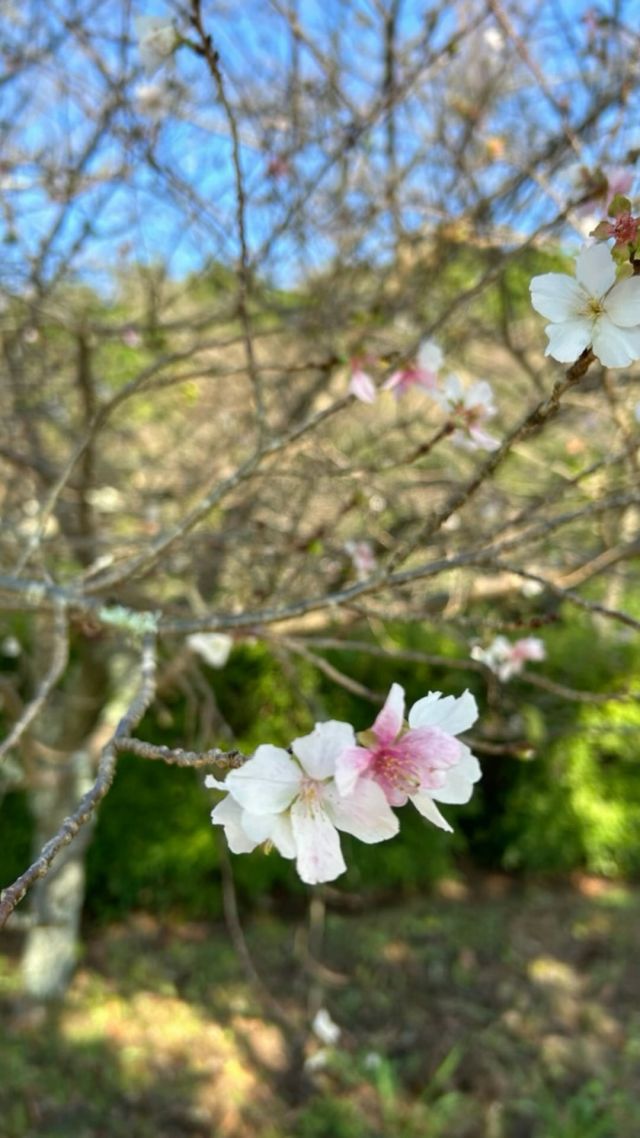 木々が紅く色づき始めるこの季節に
ひっそりと咲く #桜 の可愛らしさに
思わず足を止めてしまったんだよね。

#長崎県 #大村市 #omura #移住 #定住 #だいすきおおむら #おおむら暮らし #おおむらくらしのおおくらさん #ひなたさん #秋冬桜 #秋の桜 #散歩
#長崎空港 #NAGASAKI
—————————————————

おおむらくらし

〜小さな暮らし、大きな幸せ。〜

わたしたち、おおくら家の４人が暮らす
#大村市 があるのは #長崎県 のほぼ真ん中。

＃新幹線 の開通をきっかけに新しい風が吹き始め、
わたしたちと同じ #移住者 の仲間も増えています。

毎日のお買い物に便利なスーパーも多いし、
子どもたちがのんびり遊べる #公園 もいっぱい。
きれいな #図書館 に、出張に便利な #空港 もすぐ近く。
暮らしに必要なものがコンパクトにそろっているんです。

海にも山にもすぐに行けちゃう絶妙なキョリ感も、
#アウトドア 好きのパパにはたまらないみたい。

そんな日々の暮らしの中にある
小さな幸せに気づくことができたら、
いつか大きな幸せを運んできてくれるはず。

#自然 のままに、おおらかに。

そんなわたしたちの日常をお届けします。

More photos @omura_gurashi

#大村市役所　#地方創生推進室

〒856-8686
長崎県大村市玖島1丁目25番地（本館2階）
TEL：0957-53-4111
FAX：0957-54-0300
MAIL：sousei@city.omura.nagasaki.jp
内線：地方創生推進室（286）